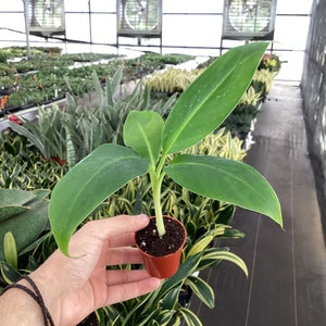 Dwarf cavendish banana 2” pot (ALL PLANTS require you to purchase 2 plants!)