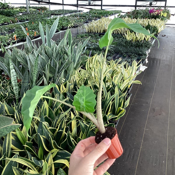 Pot Alocasia low rider de 2 po. (TOUTES LES PLANTES nécessitent l'achat de 2 plantes !)