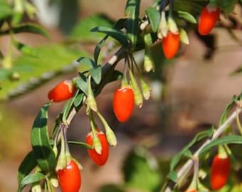 May include: Close-up of a goji berry plant with vibrant red berries. The berries hang from green stems with green leaves. The background is blurred, highlighting the berries and foliage.