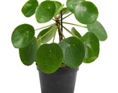 Peperomioides quot Chinese Money Plant quot Starter Plant (ALL STARTER PLANTS require you to purchase 2 plants )