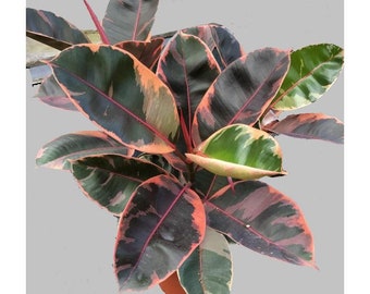 Pink Rubber Tree Etsy