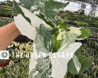 Syngonium albo Starter Plant T1 (ALL STARTER PLANTS require you to purchase 2 plants!)