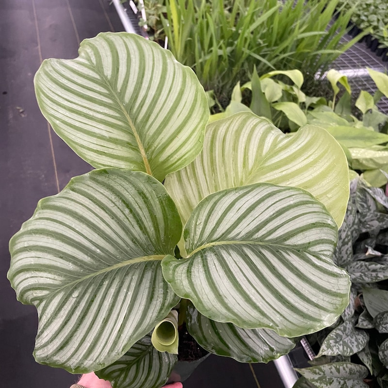 Orbifolia Calathea Plant - Etsy