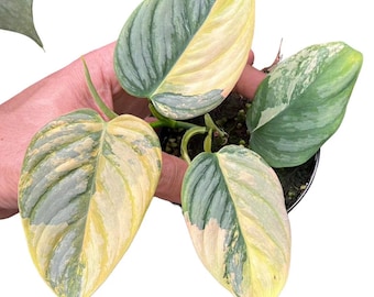 Variegated Philodendron brandtianum Tissue Culture (ALL PLANTS require you to purchase 2 plants!)