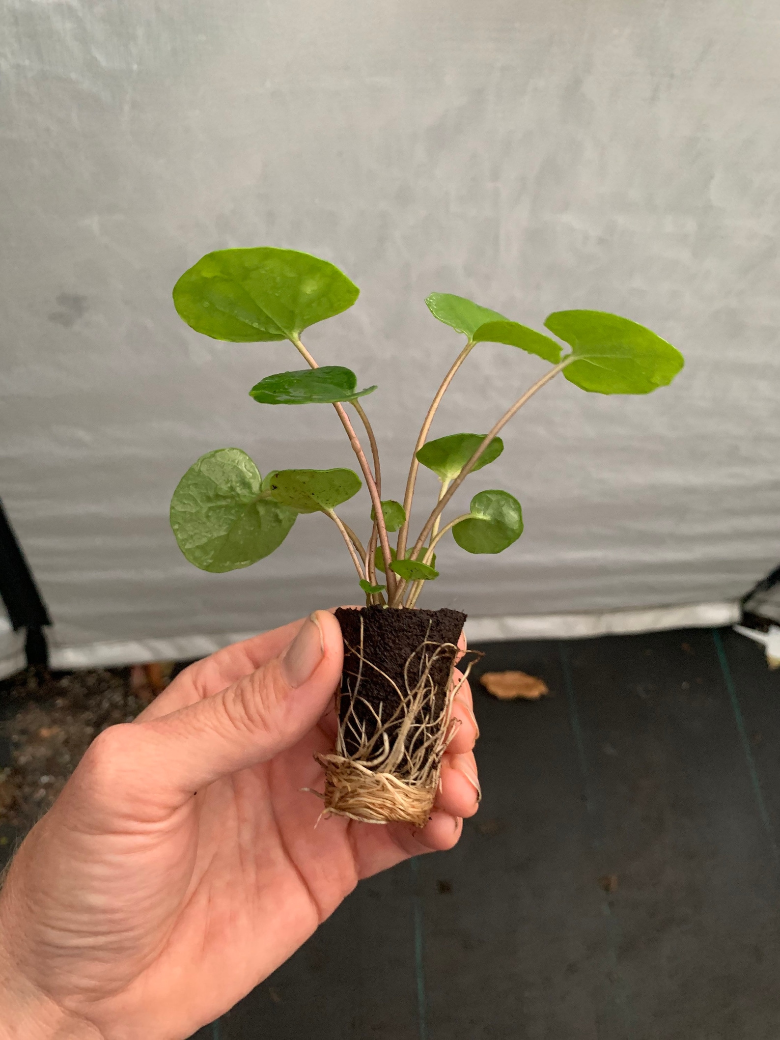 Farfugium Firefly leopard Plant tractor Seat Starter Plant Etsy