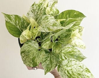 marble queen Starter Plant (ALL STARTER PLANTS require you to purchase 2 plants!)