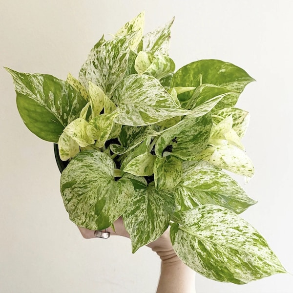 Pothos marble queen Starter Plant (ALL STARTER PLANTS require you to purchase 2 plants!)