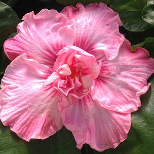 Nectar pink hibiscus Starter Plant (ALL STARTER PLANTS require you to purchase 2 plants!)
