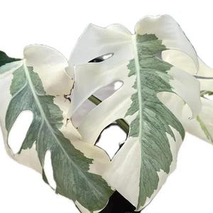 May include: Close-up of a Monstera plant with large, variegated leaves. The leaves are primarily white with sections of green and dark green. The leaves have unique, natural holes and are a popular houseplant.