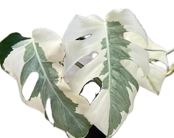 Monstera white lava ghost Tissue Culture (ALL PLANTS require you to purchase 2 plants!)