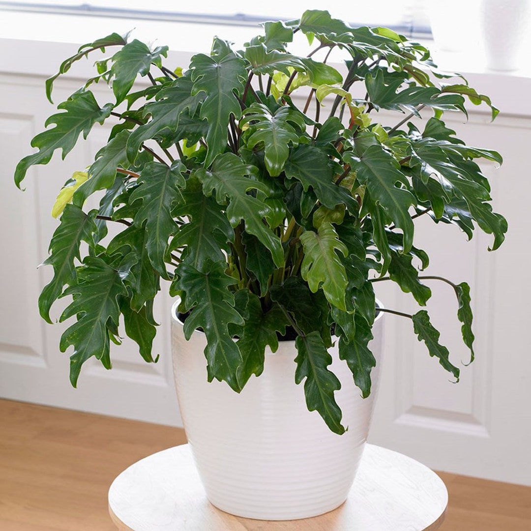 Philodendron Enzie Xanadu Starter Plant (ALL STARTER PLANTS Require You to  Purchase 2 Plants!) - Etsy