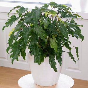 Philodendron Enzie Xanadu Starter Plant (ALL STARTER PLANTS require you to purchase 2 plants!)