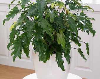 Philodendron Enzie Xanadu Starter Plant (ALL STARTER PLANTS Require You to  Purchase 2 Plants!) - Etsy