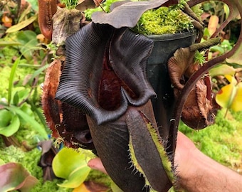 Nepenthes nebularum Tissue Culture (ALL PLANTS require you to purchase 2 plants!)