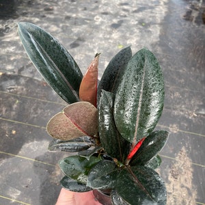 May include: A potted rubber plant with dark green leaves and a few leaves with red and white variegation.