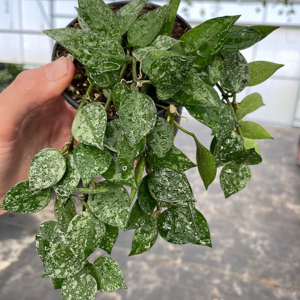 Hoya krohniana Splash 4” pot (ALL PLANTS require you to purchase 2 plants!)