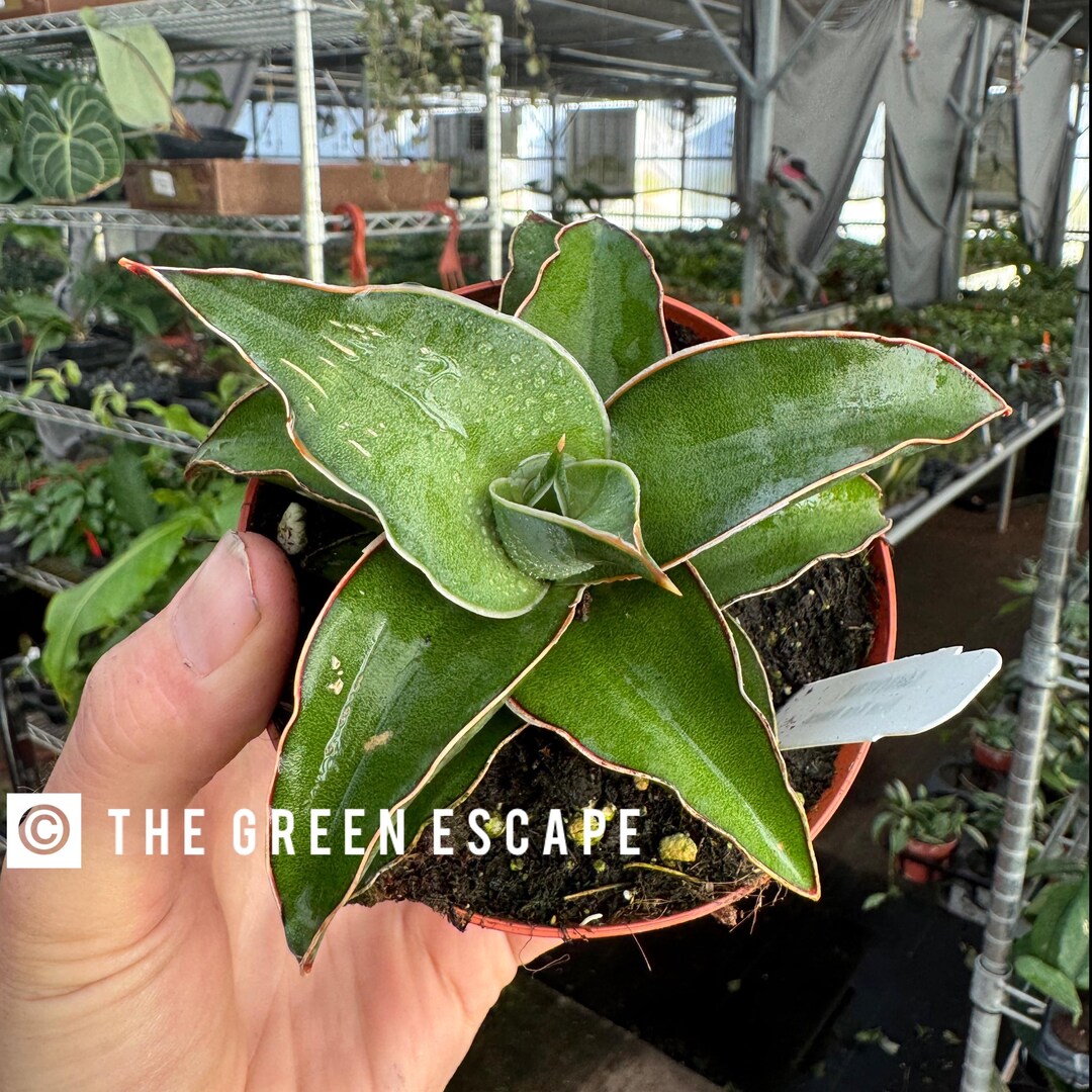 Sansevieria Blue Kew Natural 4”pot (ALL PLANTS Require You to