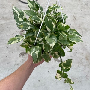 Pearls and jade pothos 8” hanging baskets “ALL PLANTS require you to purchase 2 plants!)