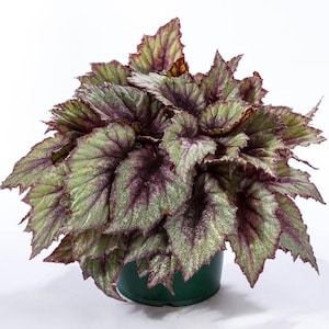 Rex Begonia shadow king rose Starter Plant (ALL STARTER PLANTS require you to purchase 2 plants!