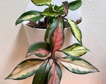 Hoya Carnosa krimson princess Starter Plant (ALL STARTER PLANTS require you to purchase 2 plants!)