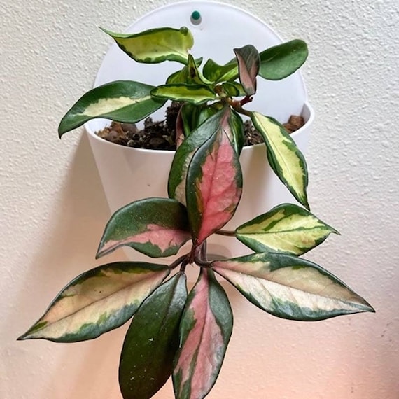 Hoya Carnosa krimson princess Starter Plant (ALL STARTER PLANTS require you to purchase 2 plants!)