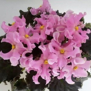 pink curls rm African violet Starter Plant (ALL STARTER PLANTS require you to purchase 2 plants!)