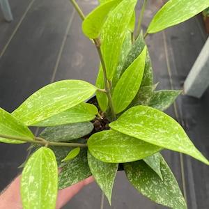 Hoya rangsan splash 4” pot (ALL PLANTS require you to purchase 2 plants!)
