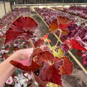 Begonia Peter piper 4 pot ALL PLANTS require you to purchase 2 plants image 4