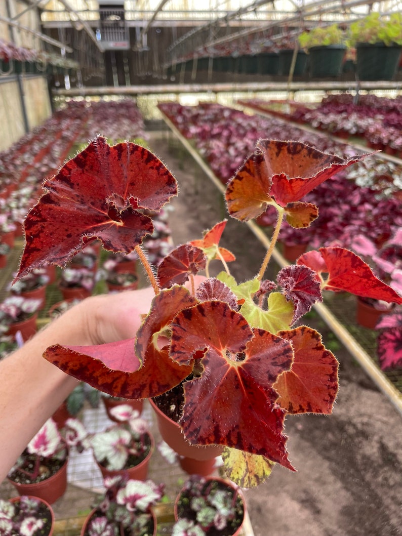 Begonia Peter piper 4 pot ALL PLANTS require you to purchase 2 plants image 4