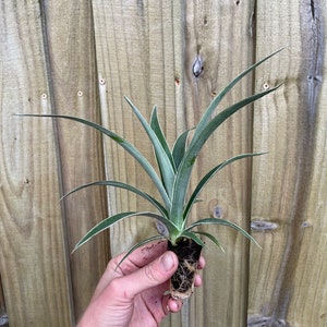 Variegated pineapple juicy Starter Plant ALL STARTER PLANTS require you to purchase 2 plants image 3