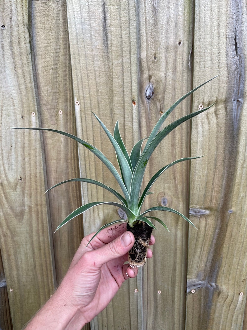 Variegated pineapple juicy Starter Plant ALL STARTER PLANTS require you to purchase 2 plants image 3