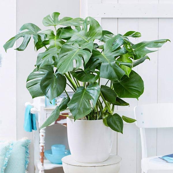 Seed grown Monstera Deliciosa “Swiss Cheese Plant” Starter Plant (ALL STARTER PLANTS require you to purchase 2 plants!)