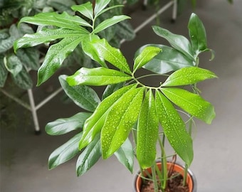 Philodendron Goeldii Starter Plant (ALL STARTER PLANTS require you to purchase 2 plants!)