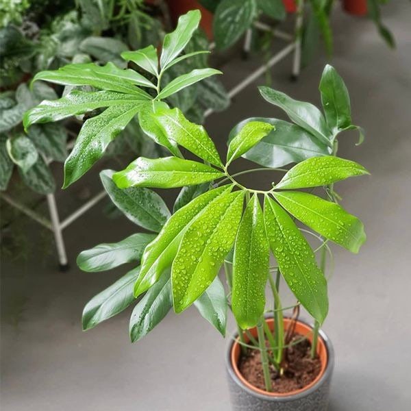 Philodendron Goeldii Starter Plant (ALL STARTER PLANTS require you to purchase 2 plants!)