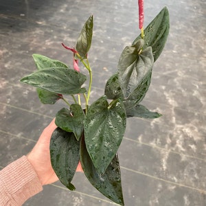 syngonium red arrow Starter Plant (ALL STARTER PLANTS require you to purchase 2 plants!)