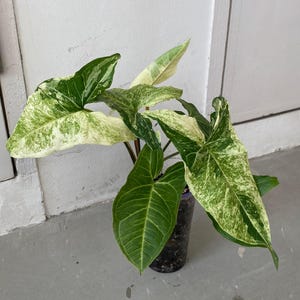 compo rhododendron dünger COMPO BIO Rhododendron- und Hortensien Langzeit-Dünger mit Schafwolle  kaufen