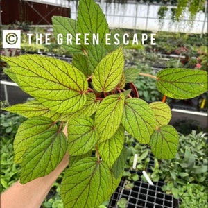 begonia abdullahpieei starter Plant (ALL STARTER PLANTS require you to purchase 2 plants!)