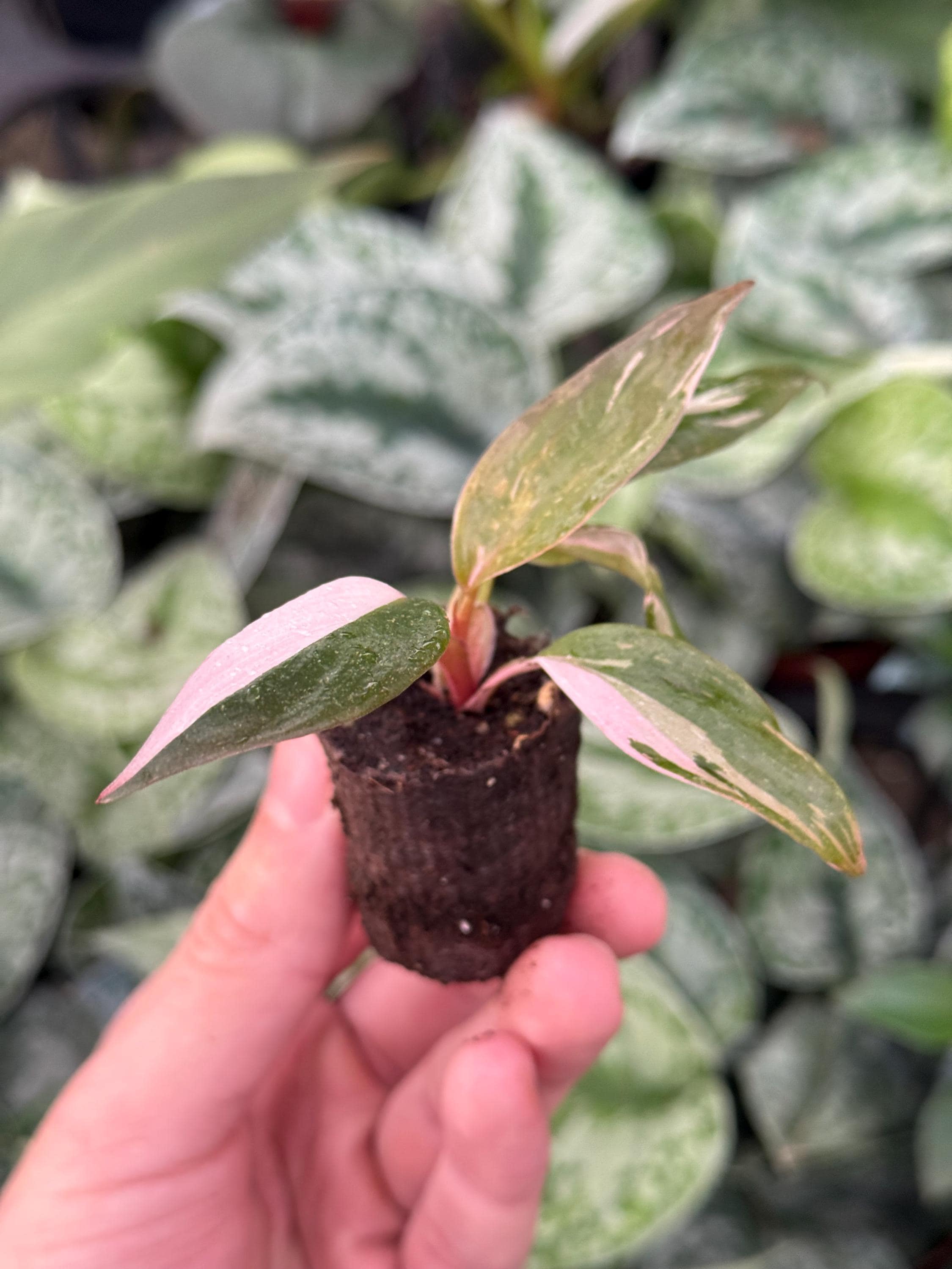 その他観葉植物 Philodendron Pink Princess Black Cherry il_340x270.6244986821_chn2.jpg