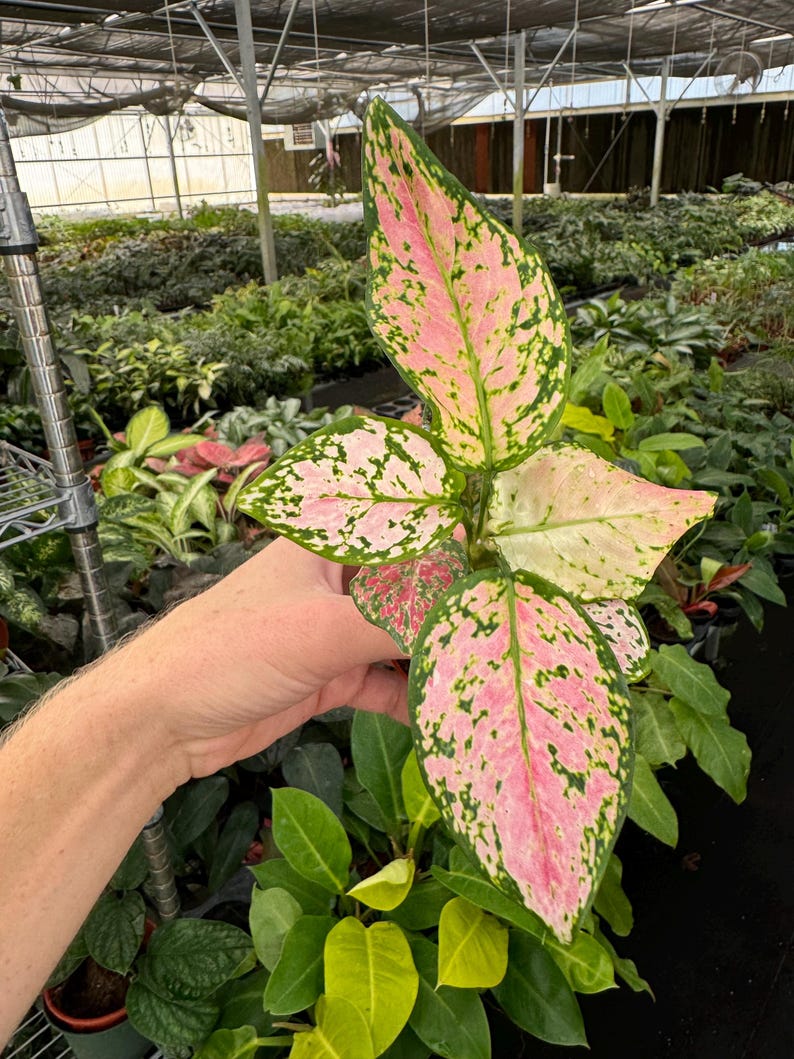 TheGreenEscape Aglaonema Wishes - Thumbnail 4