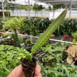 Puede incluir: Una planta de cactus de fruta de drag&oacute;n verde con un solo tallo que crece en una maceta peque&ntilde;a de color marr&oacute;n. La planta tiene un tallo largo y delgado con peque&ntilde;as espinas y est&aacute; enraizada en una maceta marr&oacute;n.