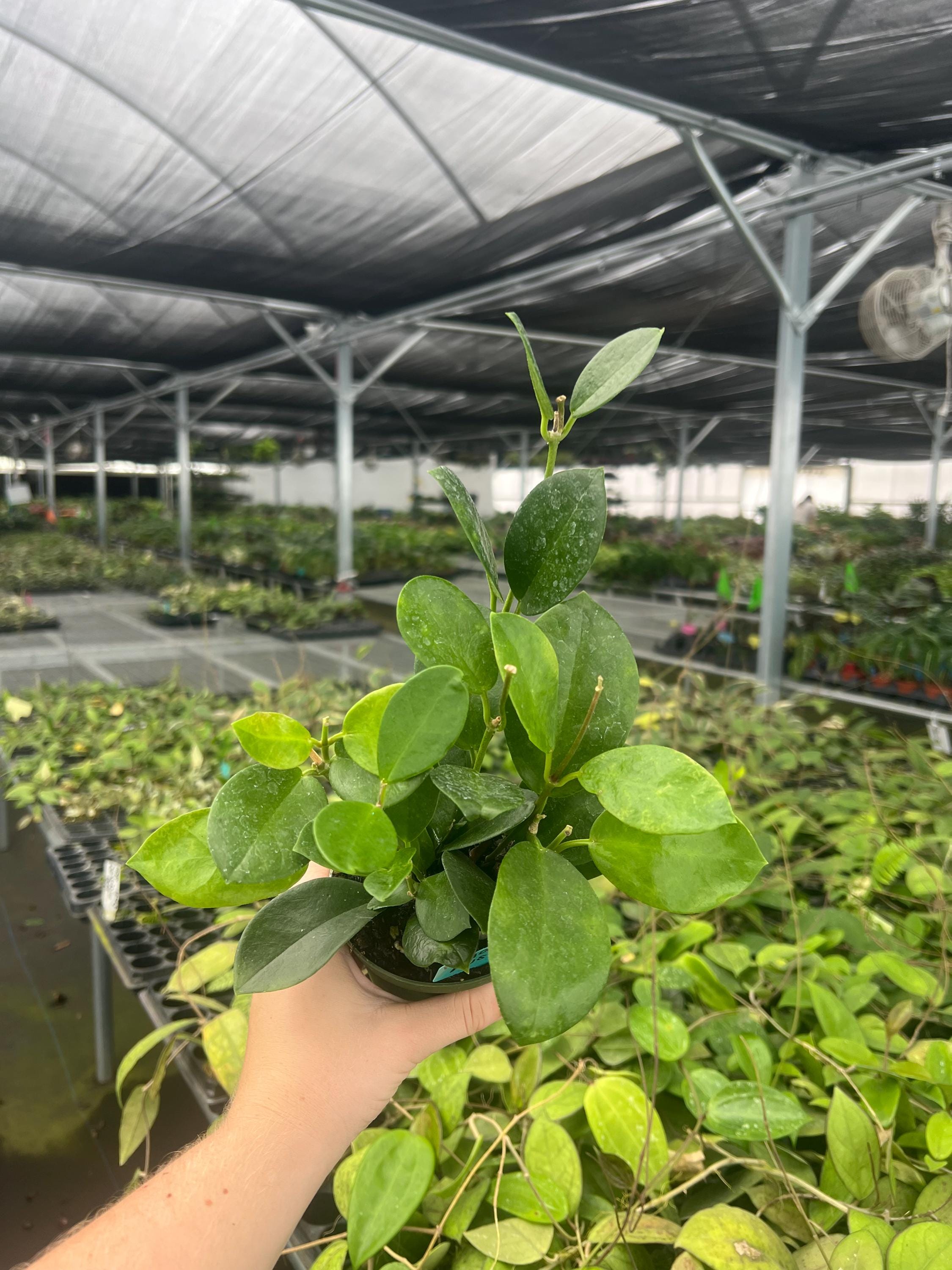 Hoya Australis 4
