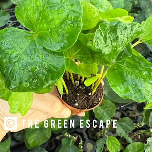 May include: A close-up of a small green plant with large, round leaves. The plant is in a brown pot and is being held by a hand. The plant is surrounded by other plants in the background. The text "THE GREEN ESCAPE" is visible in the bottom left corner of the image.