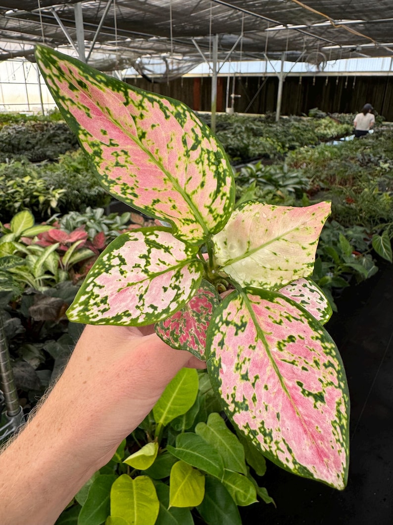 TheGreenEscape Aglaonema Wishes