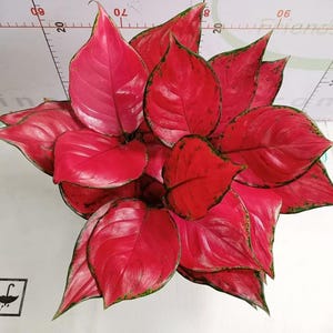 May include: A vibrant Aglaonema plant featuring pointed, ovate leaves with a striking bright red coloration and thin, dark green margins. The plant is positioned against a white background with a visible ruler showing measurements in centimeters.