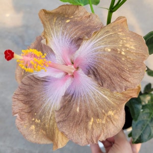 May include: A close-up of a hibiscus flower with large, layered petals. The flower features a blend of colors, including brown, pink, and yellow. The center has a prominent pink and yellow stamen. The flower is in full bloom.
