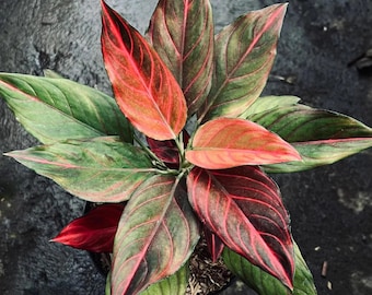 Aglaonema Red Vein Starter Plant (ALL STARTER PLANTS Require You