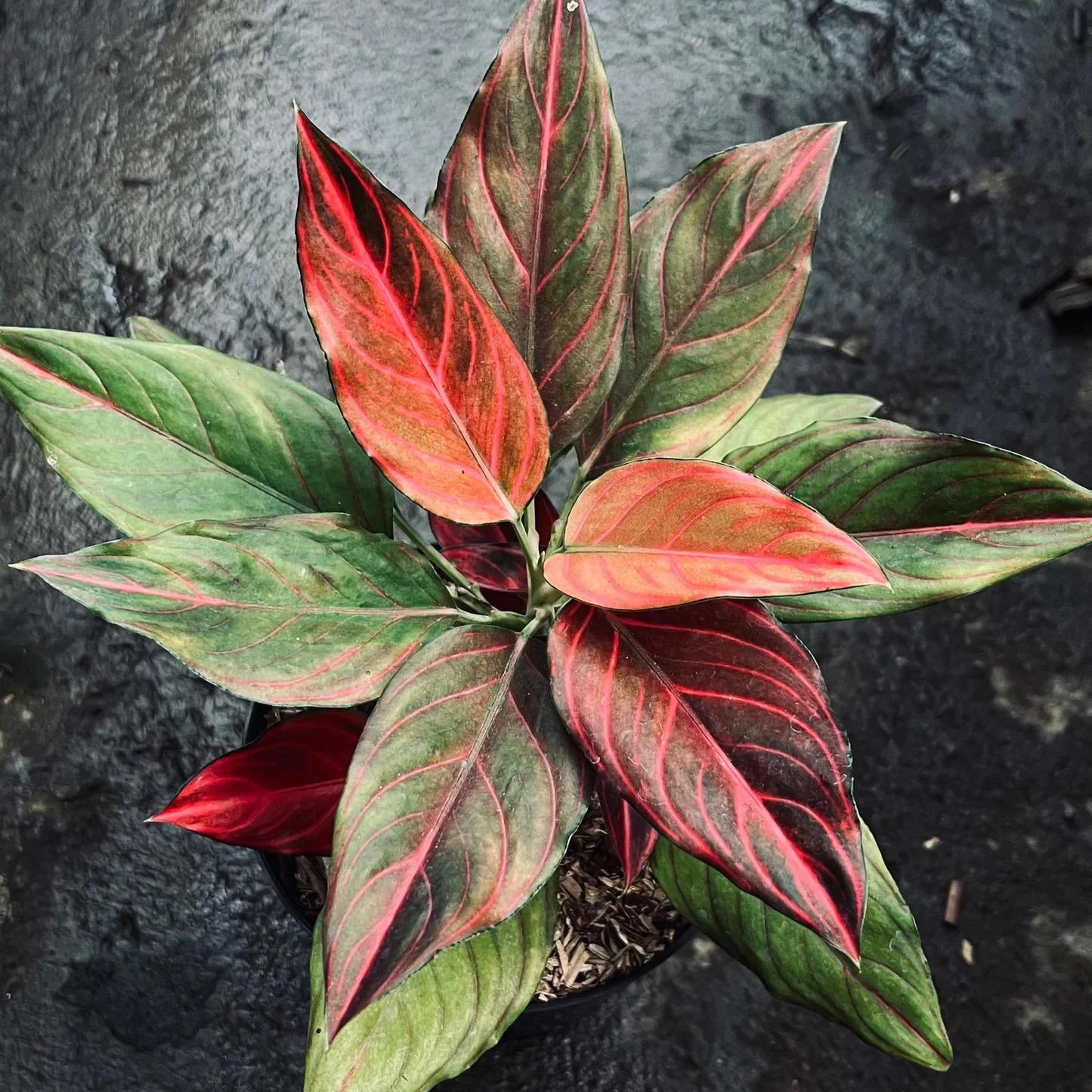 アグラオネマ Red Vein Aglaonema Red Vein Aglaonema 'Red Vein