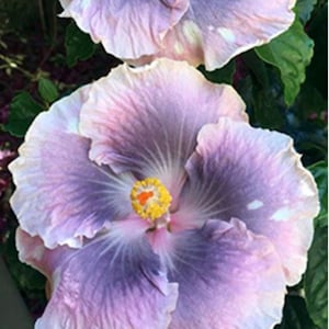 Mountain Mist Hibiscus Starter Plant (ALL STARTER PLANTS require you to purchase 2 plants!)