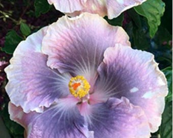 Mountain Mist Hibiscus Starter Plant (ALL STARTER PLANTS require you to purchase 2 plants!)