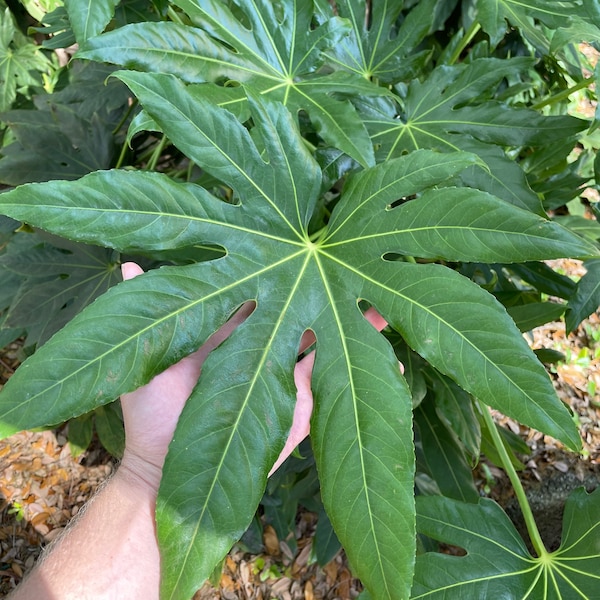 Fatsia japonica Starter Plant (ALL STARTER PLANTS require you to purchase 2 plants!)